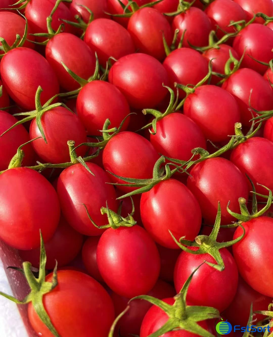 cherry tomatoes.jpg cherry tomatoes.jpg
